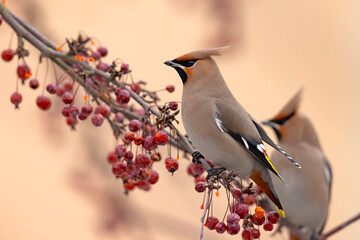 Jemiołuszka (Bombycilla garrulus) © Grzegorz