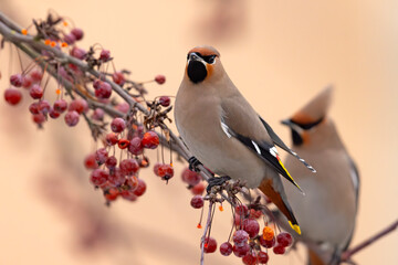 Jemiołuszka (Bombycilla garrulus) © Grzegorz