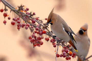 Jemiołuszka (Bombycilla garrulus) © Grzegorz