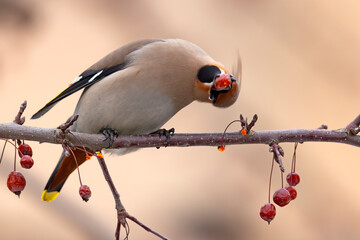 Jemiołuszka (Bombycilla garrulus) © Grzegorz