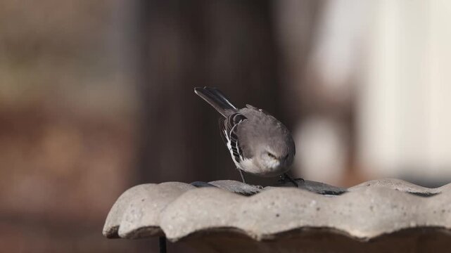 Mockingbird sipping drinking icy water from birdbath during snowstorm blizzard. 