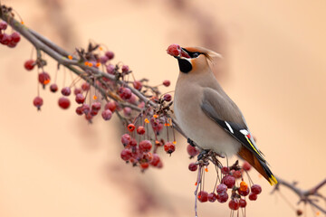 Jemiołuszka (Bombycilla garrulus) © Grzegorz