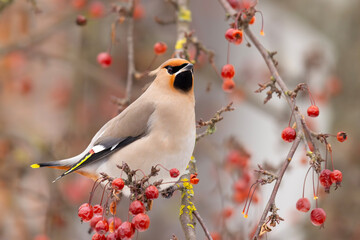 Jemiołuszka (Bombycilla garrulus) © Grzegorz