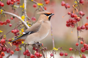 Jemiołuszka (Bombycilla garrulus) © Grzegorz