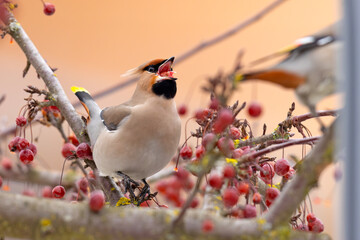Jemiołuszka (Bombycilla garrulus) © Grzegorz