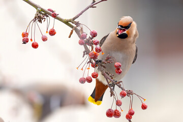 Jemiołuszka (Bombycilla garrulus) © Grzegorz