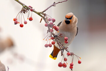 Jemiołuszka (Bombycilla garrulus) © Grzegorz