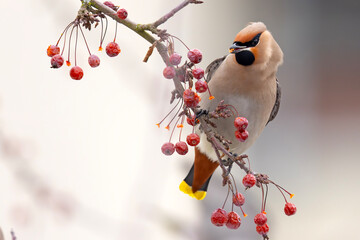Jemiołuszka (Bombycilla garrulus) © Grzegorz