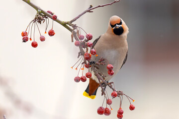 Jemiołuszka (Bombycilla garrulus) © Grzegorz