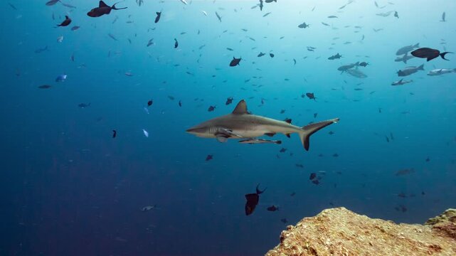 A Grey Reef Shark swims along a deep reef