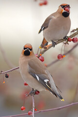 Jemiołuszka (Bombycilla garrulus) © Grzegorz