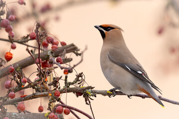 Jemiołuszka (Bombycilla garrulus) © Grzegorz
