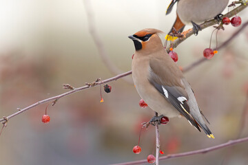 Jemiołuszka (Bombycilla garrulus) © Grzegorz