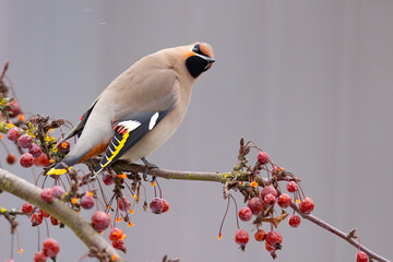 Jemiołuszka (Bombycilla garrulus) © Grzegorz