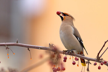 Jemiołuszka (Bombycilla garrulus) © Grzegorz