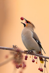Jemiołuszka (Bombycilla garrulus) © Grzegorz