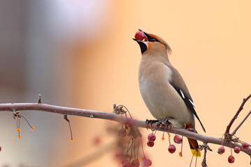 Jemiołuszka (Bombycilla garrulus) © Grzegorz