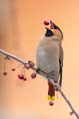 Jemiołuszka (Bombycilla garrulus) © Grzegorz