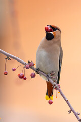 Jemiołuszka (Bombycilla garrulus) © Grzegorz