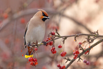 Jemiołuszka (Bombycilla garrulus) © Grzegorz