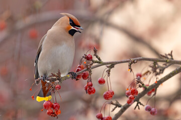 Jemiołuszka (Bombycilla garrulus) © Grzegorz