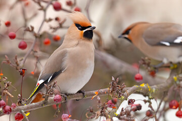 Jemiołuszka (Bombycilla garrulus) © Grzegorz