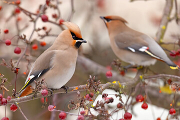 Jemiołuszka (Bombycilla garrulus) © Grzegorz