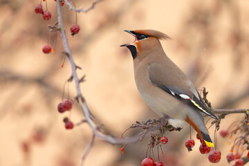Jemiołuszka (Bombycilla garrulus) © Grzegorz