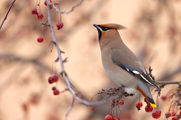 Jemiołuszka (Bombycilla garrulus) © Grzegorz