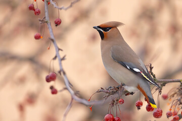 Jemiołuszka (Bombycilla garrulus) © Grzegorz