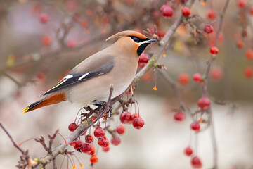 Jemiołuszka (Bombycilla garrulus) © Grzegorz