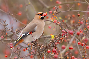 Jemiołuszka (Bombycilla garrulus) © Grzegorz