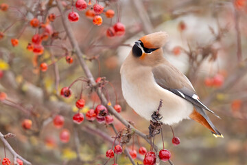 Jemiołuszka (Bombycilla garrulus) © Grzegorz