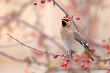 Jemiołuszka (Bombycilla garrulus) © Grzegorz