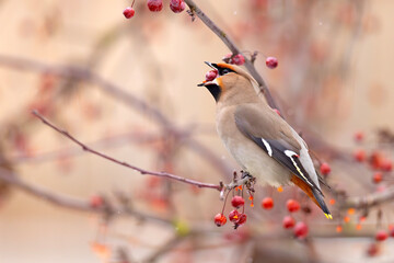 Jemiołuszka (Bombycilla garrulus) © Grzegorz