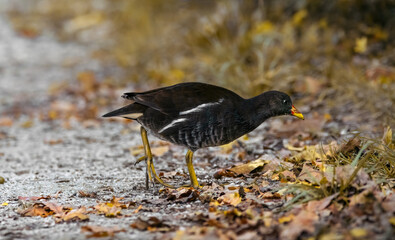 Juvenile Common Moorhen (Gallinula Chloropus)