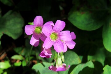 Pink oxalis flowers in Florida wild, closeup