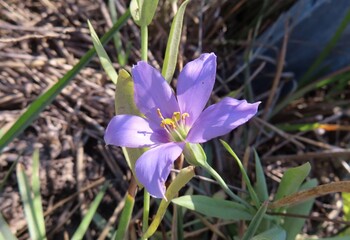 Talinum paniculatum flower in Florida wild, closeup