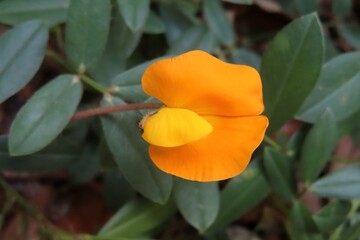 Arachis pinto flower on green leaves background, closeup