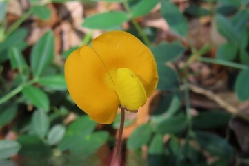 Arachis pinto flower on green leaves background, closeup