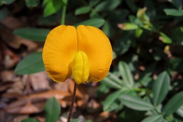Arachis pinto flower on green leaves background, closeup