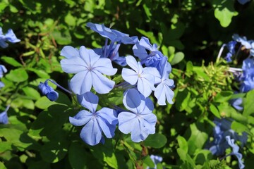 Blue plumbago flowers in Florida zoological garden, closeup