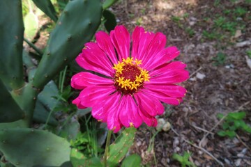 Zinnia haageana flower in Florida nature, closeup