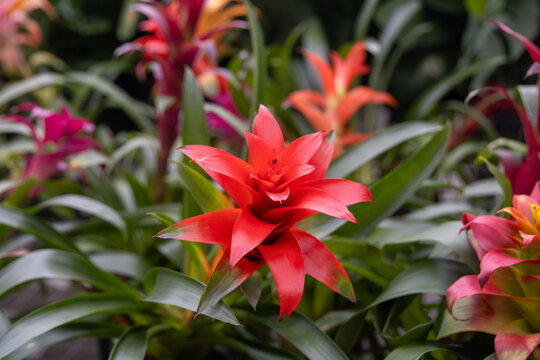The Scarlet Star