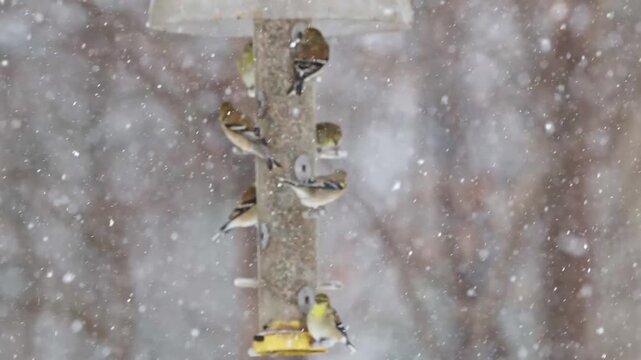 Fock gold finches in drab winter plumage eating thistle feed at tube bird feeder during winter blizzard falling snowstorm. 