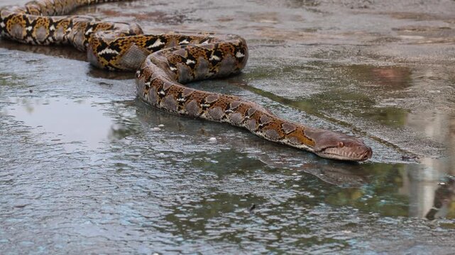 Reticulated Python with vibrant yellow and black patterns slithering on a wet blue textured surface, showcasing its long muscular body and detailed scales in a full body shot.