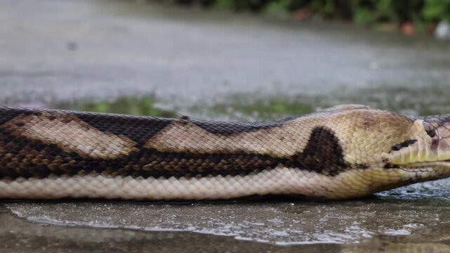 Reticulated Python with vibrant yellow and black patterns slithering on a wet blue textured surface, showcasing its long muscular body and detailed scales in a full body shot.