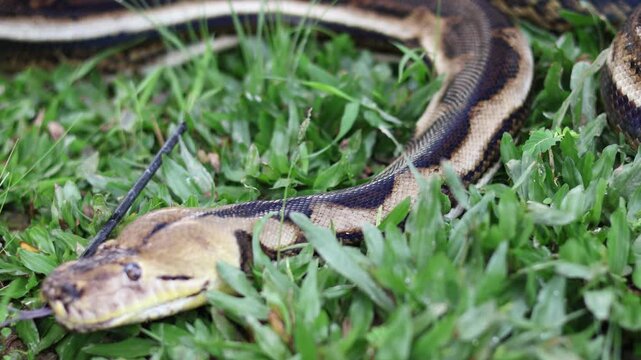 Close-up of a Reticulated Python head crawling on green grass, showcasing intricate skin patterns and texture in a natural outdoor habitat.