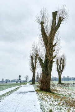 Verschneite Winterlandschaft mit einigen B&auml;umen am Rhein in Kaiserswerth