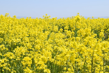 Obraz premium 菜の花 春景色